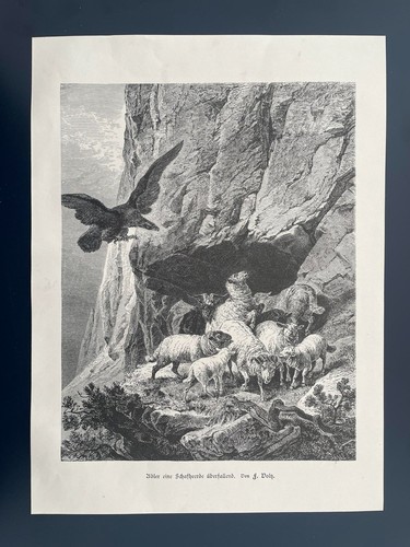 Adler incursione gregge - adler,