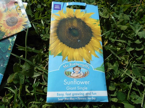 Girasole gigante singolo - girasole, 10