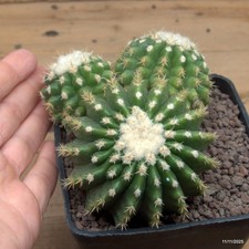 Echinocactus grusonii inermis Vaso 10 cm Cod.1111-18