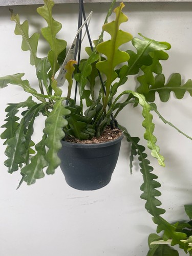 Epiphyllum anguliger fishbone - anguliger,