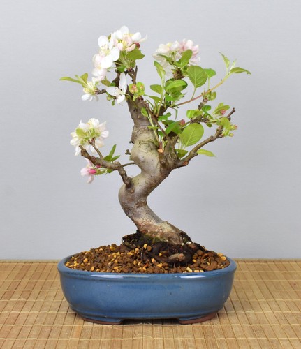Bonsai melo ornamentale da - bonsai,