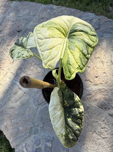 Variegated alocasia dragon - variegated,