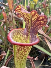 Pianta carnivora Sarracenia
