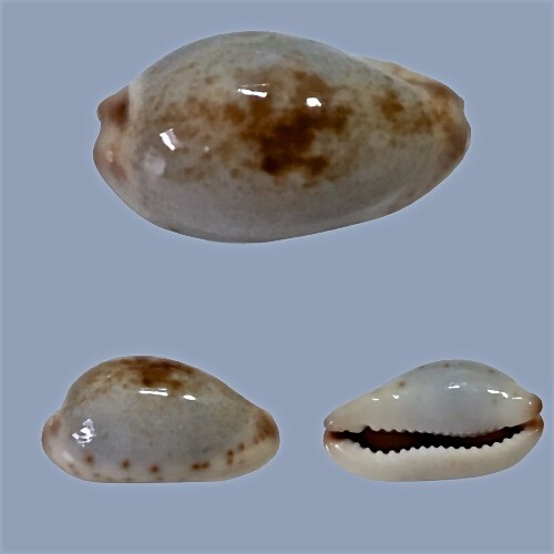 Cypraea gracilis macula - , f