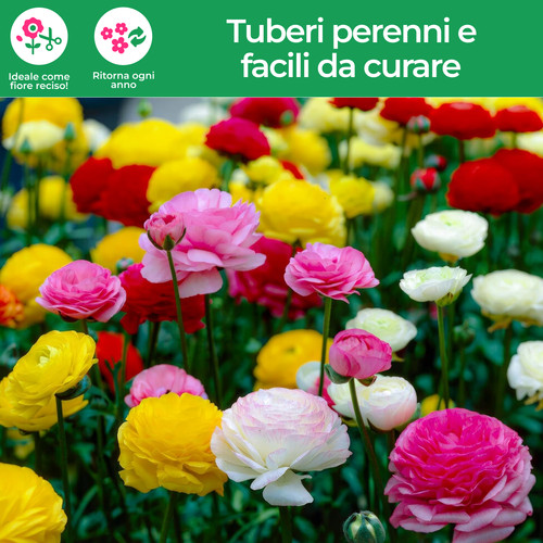 Bulbi ranuncoli mix di 5 - di,