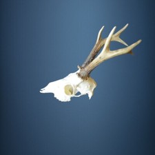 127CA  Trofeo di capriolo 371g