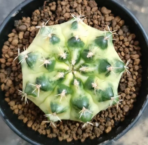 Gymnocalycium mihanovichi