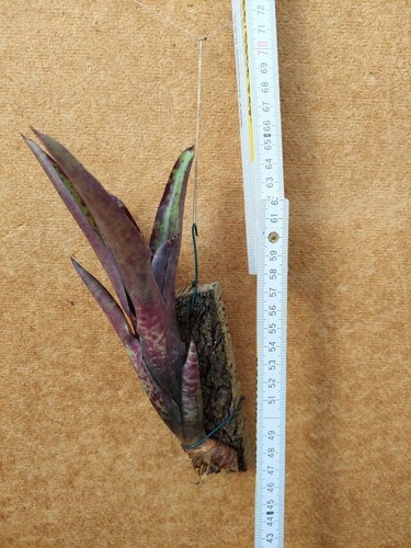 Neoregelia tristis bromelia - tristis,,