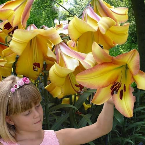 Bulbi fiori perenni esterno - bulbi, da
