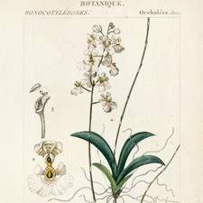 Rara incisione colorata a mano 1816 Turpin, dizionario scienze EPIDENDRUM ORCHID