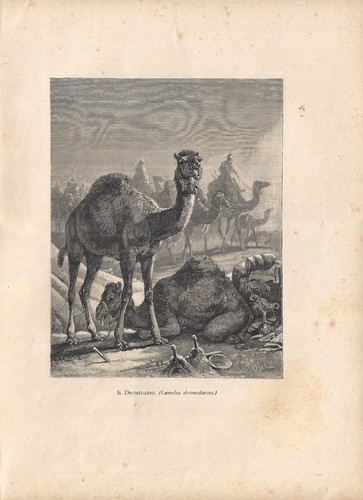 Stampa antica dromedario nel - stampa,