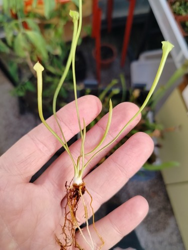 Piante carnivore sarracenia - carnivore,
