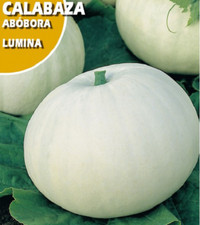 Zucca Gigante Bianca Varietà