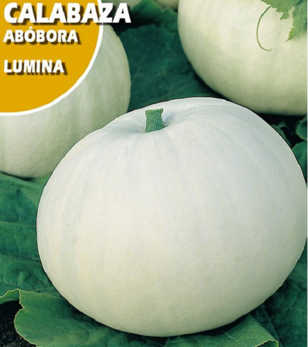 Zucca gigante bianca varietà - gigante,