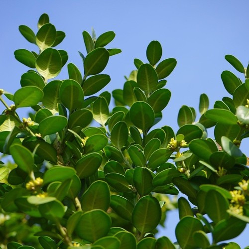 Pianta bosso rotundifolia - pianta,