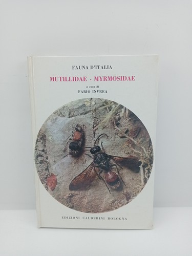Mutillidae myrmosidae - myrmosidae,