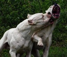 POSTER LOCANDINA QUADRO DECORAZIONE CASA- DOGO ARGENTINO PITBULL CANE CORSO BULL
