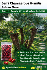 20 Semi Palma Nana Chamaerops