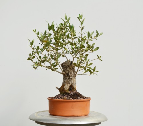 Bonsai olivo olea - bonsai,