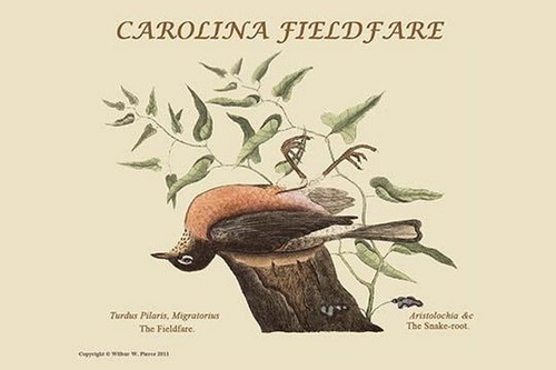 Stampa poster carolina - stampa,
