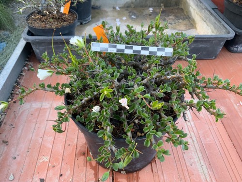 585 big sarcocaulon - 585,