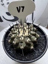 1pc 5-6cm Copiapoa cinerea