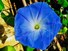 100 semi di campanella tricolore 'Heavenly Blue' Ipomoea tricolor Morning Glory