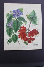 Antica botanica, Dietrich