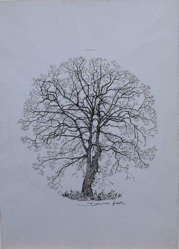 Federica galli disegno - federica, galli-disegno
