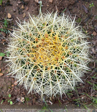 ECHINOCACTUS GRUSONII - PIANTA DA GIARDINO - CACTUS - DIAM 23 H 21 CM