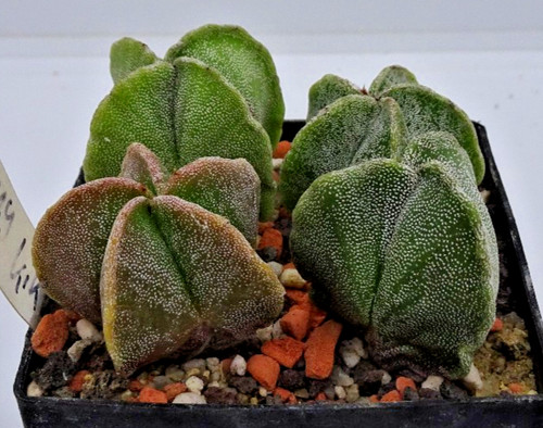 Cactus astrophytum - -,