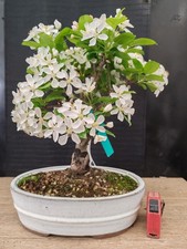 bonsai di melo   h 44 cm