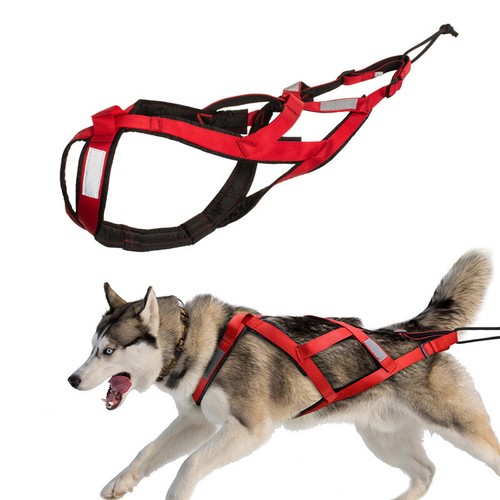 Imbracatura slitta cani