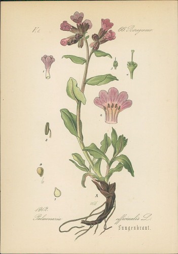 Chromolithographie - ,