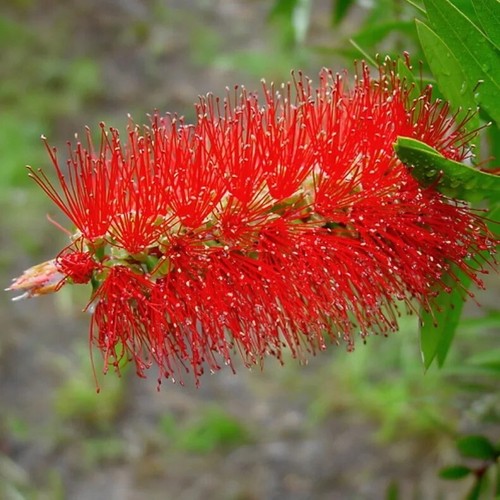 700 semillas callistemon - 700, de