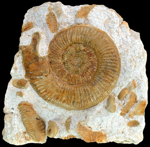 Malm orthosphinctes - malm,