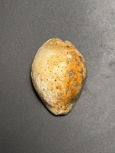 Raro fossile cypraeidae - raro,