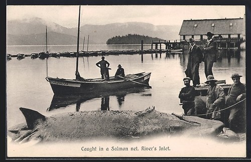 Rivers inlet caught - caught, in