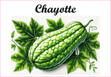 Chayotte 12 Etiquettes vinyle