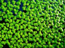 5 x Cucchiaio / 150g Anatra