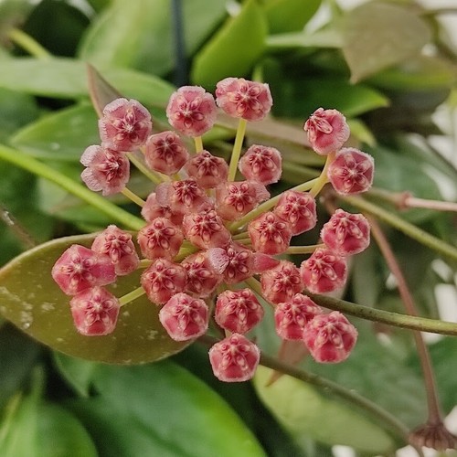 Pianta hoya carnosa - di,