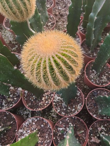 Uebelmannia eriocactoides
