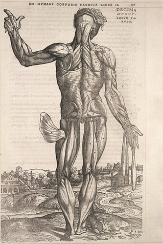 Humani corporis fabrica - corporis,