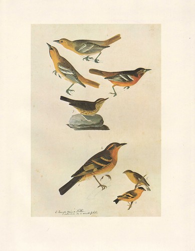 Vintage john james audubon - vintage,