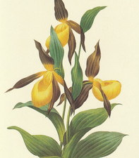 P. J. Redoute Print #134