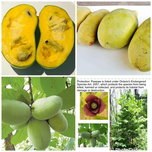 Pawpaw seedlings one year - 2,