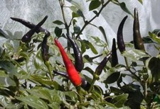 PEPERONCINO" Piccante Rosso