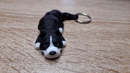 American bully - american,