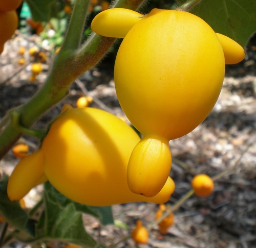 Nipplefruit esotico solanum - nipplefruit,
