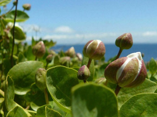 Semi capparis spinosa - semi,
